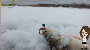 Как ловить оКуня на мотыля зимой? Как правильно насадить мотыля зимой!?