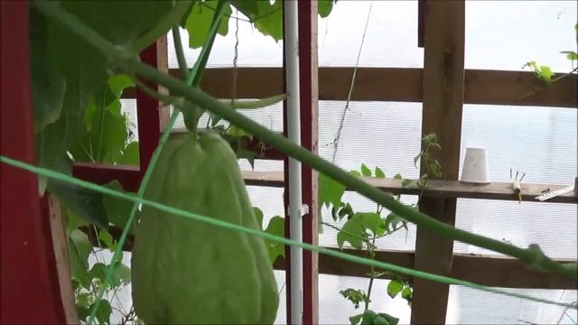 Экзотика в теплице- чайот смотреть онлайн