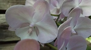 Домашнее цветение орхидеи Phal. Veneticien Carnival (Фаленопсис Венецианский карнавал) Биг лип. Ухо