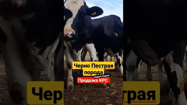 Черно пестрая порода скота. Продажа молочных пород КРС в России и в странах СНГ. #shorts