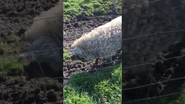 свинья под шубой свинобаран