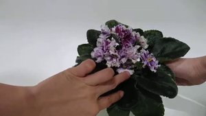 АВ-Ленинградское мороженое СПОРТ!((((( Violet av-leningrad ise cream