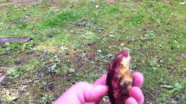 Тихая охота. Собрала немного грибов.Рыжики. смотреть онлайн