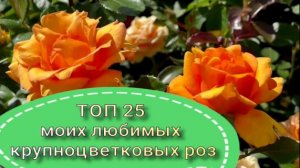 ТОП 25 крупноцветковых роз
Питомник растений Е.Иващенко