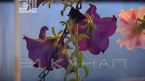 Фен-шуй дачного участка. Загородный дом по фен-шуй