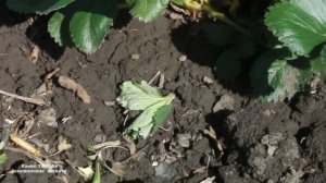 ЛИСТЬЯ КЛУБНИКИ  КАК БУДТО  СРЕЗАНЫ  КТО   ВРЕДИТ ?