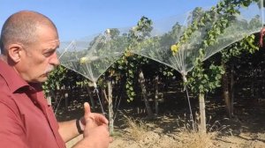 Выращивание столового винограда по технологии PERGOLA