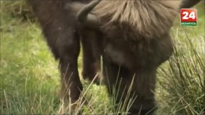 Беловежская пуща 5. Осторожно, зубр