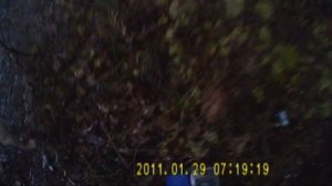 Охота на дикого голубя вяхиря или витютиня с собаками