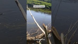 снасть для ловли голавля, просто и эффективно