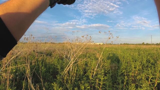 Фотоохота. Желтая трясогузка. Birdwatching смотреть онлайн