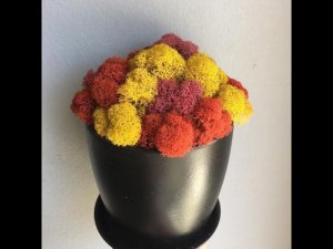 ИТОГ! Стабилизированный мох. Стабилизация мха а домашних условиях. Первый пробный вариант.