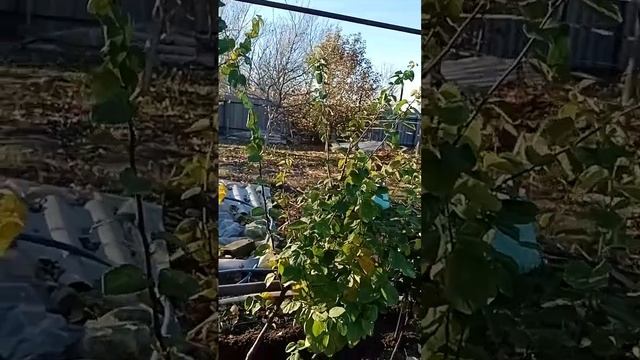 Айва из семечки. Осень 2022. Начало второй зимовки. смотреть онлайн