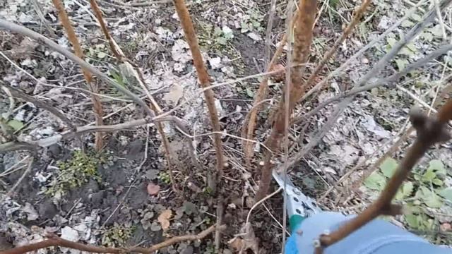 Как обрезать малину (инструкция "для чайников") смотреть онлайн