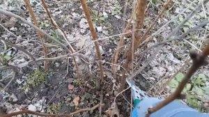 Как обрезать малину (инструкция "для чайников")