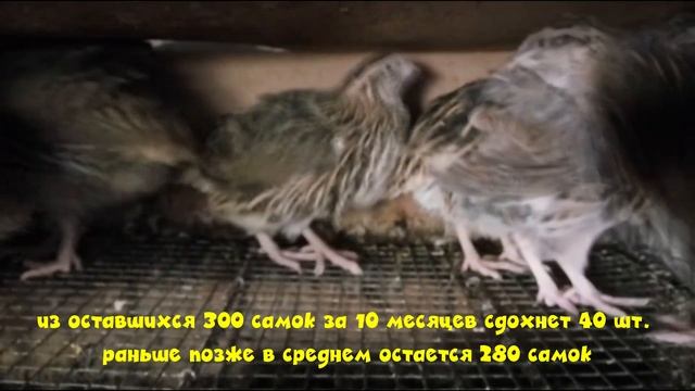 Бизнес на перепелах.  Стоит или нет заниматься перепелами?