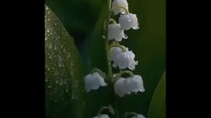 1 Мая! Песня Ландыши