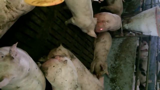 Забавы для хрюшек смотреть онлайн