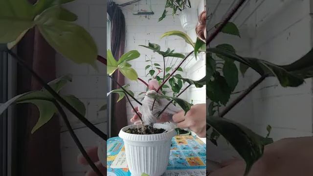 Как укоренить филодендрон Меджик Маск Часть 3
