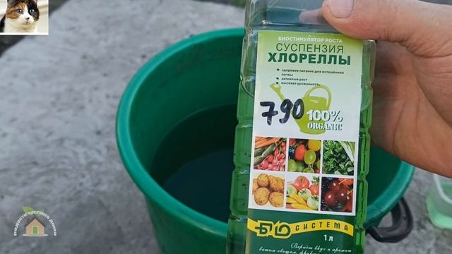 Корневая подкормка огурцов Хлореллой. Как разводить суспензию хлореллы