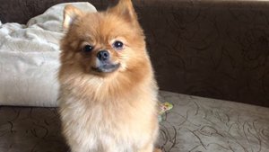 Стрижка шпица в домашних условиях