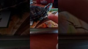 Укус 3-ёх летнего самца КРАСНОУХОЙ ЧЕРЕПАХИ
