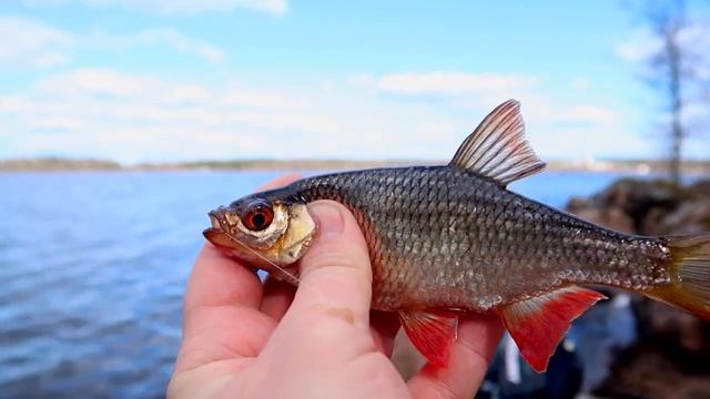 Рыбалка на острове,целый день на рыбалке,одиночный поход. смотреть онлайн