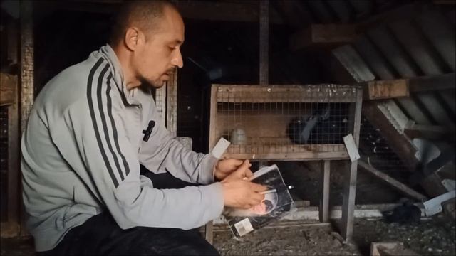 Паровка голубей, как я определяю, что пара готова  Сколько дней паруются голуби  Крутая голубятня.