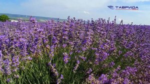 Лавандовое поле в Крыму ⠀