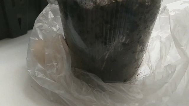 Черенкование любимых роз. Корнеобразование.Что такое каллус. смотреть онлайн