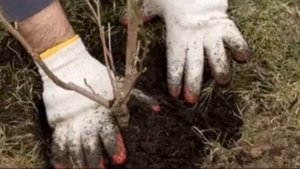 Карликовые яблони от осени и до весны