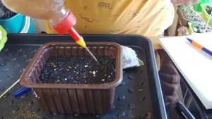 садим люпин из семян30. 03.23