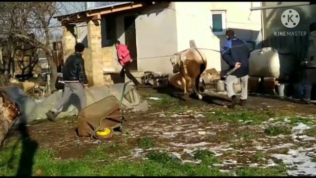 Бык сементал после откорма