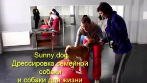 Развивающие игры для собаки