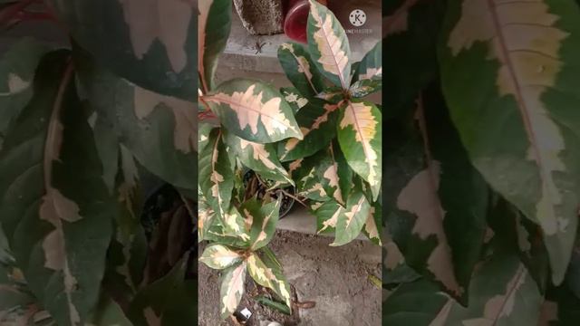 Caricature Plant | Medicinal Plant | #Short | (@Tadeo Talan) смотреть онлайн