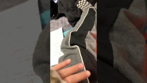 Какого хомяка выбрать сирийского или джунгарского