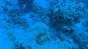 Рифовая акула и морская черепаха в бухте Рас Ум Эль Сид
