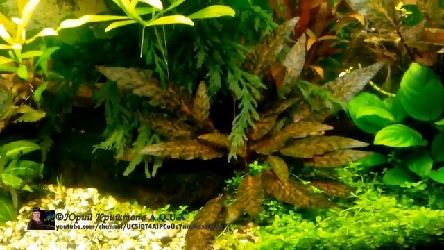 Влияние Удобрений на рост Растений в Аквариуме. Наглядный пример на Криптокорине Нури смотреть онлайн