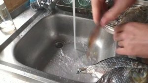 Сухой посол речной рыбы и дегустация.