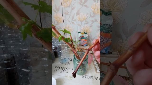 ИТОГИ проращивания черенков винограда смотреть онлайн