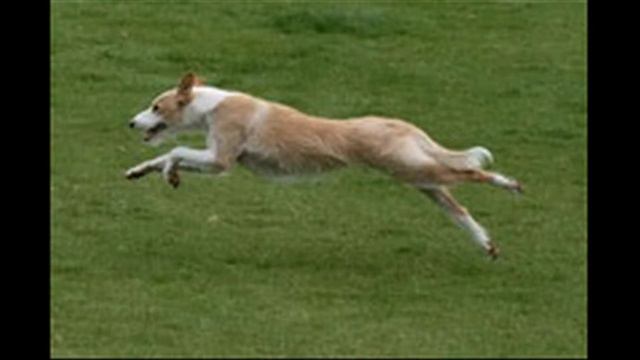 Большой португальский поденгу смотреть онлайн