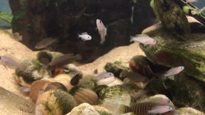 Лампрологусы мультифасциатусы