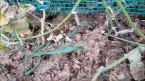 ОГУРЦЫ В ОКТЯБРЕ В ОТКРЫТОМ ГРУНТЕ