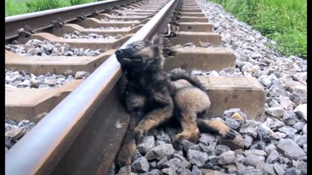 "Помогите мне!": маленький щенок лежал рядом с железнодорожными путями и умолял о помощи…. смотреть онлайн