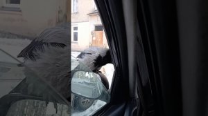 умная ворона!