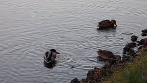 CANON 100-400 EF vs 800 RF