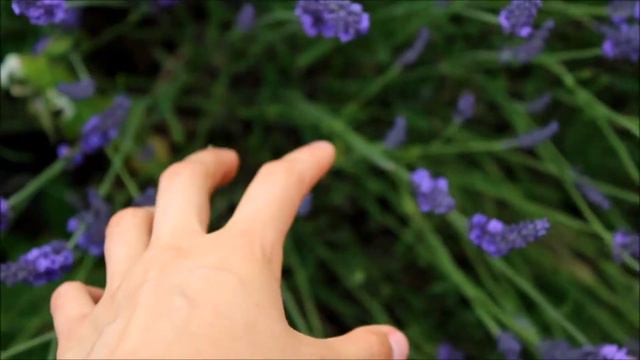 Lavender. смотреть онлайн