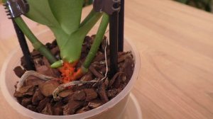 Орхидея Даймонд Дрим НЕУЖЕЛИ ВЫЖИВЕТ?!/Биг Лип Бархатный Вельвет/И что с Проталинкой?