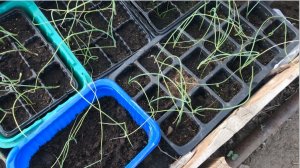 Обзор теплицы в апреле Мои растишки