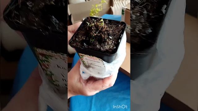 Посылка из ОПТ-ХОЗ. Обзор растений. 22 мая 2023 г. смотреть онлайн